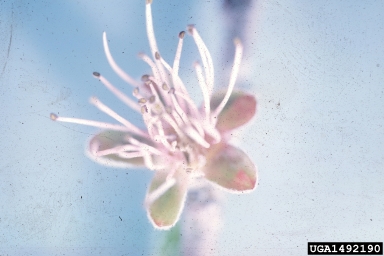 peach, Prunus persica  (Rosales: Rosaceae) - 1492190