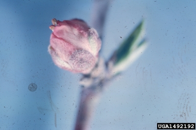 peach, Prunus persica  (Rosales: Rosaceae) - 1492192