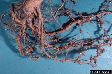 root-knot nematode (Meloidogyne spp. ) on peach (Prunus persica ) - 1492231