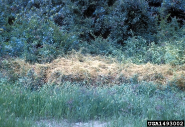 dodder, Cuscuta spp.  (Solanales: Cuscutaceae) - 1493002