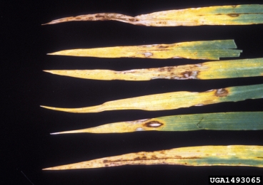 barley scald, Rhynchosporium secalis  (Incertae sedis: Incertae sedis) - 1493065