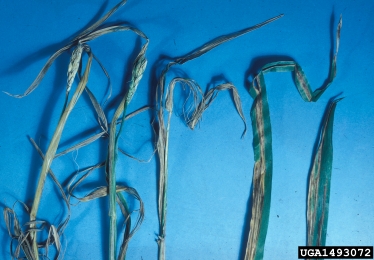 Helminthosporium leaf spot (Helminthosporium spp. ) on barley (Hordeum vulgare ) - 1493072