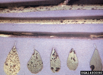Phoma blight (Phoma medicaginis ) on nematodes (  ) - 1493090