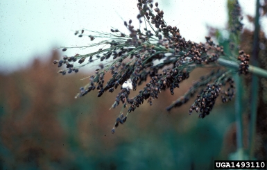 head smut (Sphacelotheca reiliana ) on grain sorghum (Sorghum bicolor ssp. bicolor) - 1493110