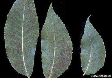 chemicals (  ) on pecan (Carya illinoinensis ) - 1494018