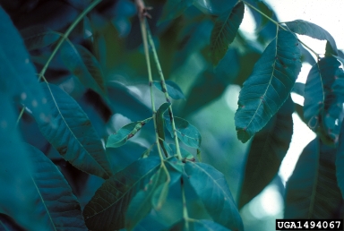 pecan scab (Cladosporium caryigenum ) on pecan (Carya illinoinensis ) - 1494067