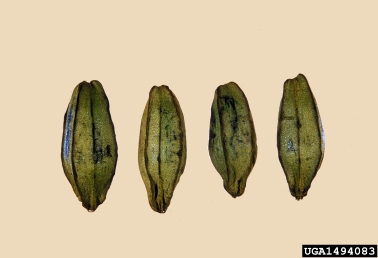 pecan, Carya illinoinensis  (Juglandales: Juglandaceae) - 1494083