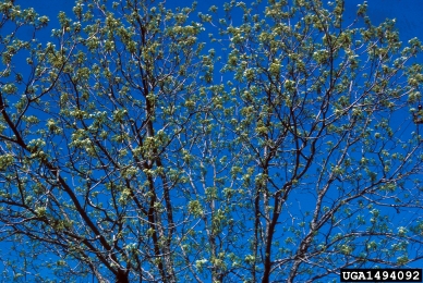 pecan scab (Cladosporium caryigenum ) on pecan (Carya illinoinensis ) - 1494092