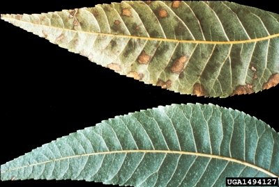 pesticides on pecan (Carya illinoinensis ) - 1494127