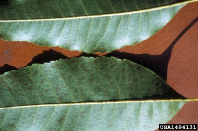 chemicals (  ) on pecan (Carya illinoinensis ) - 1494131