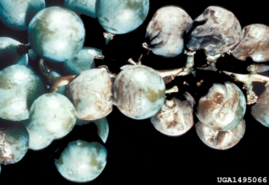 black rot (Guignardia bidwellii ) on grape (Vitis spp. ) - 1495066
