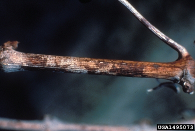 powdery mildew (Erysiphe necator ) on grape (Vitis spp. ) - 1495073