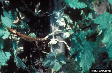 powdery mildew (Erysiphe necator ) on grape (Vitis spp. ) - 1495078
