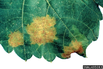 downy mildew (Plasmopara viticola ) on grape (Vitis spp. ) - 1495083