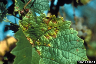 downy mildew (Plasmopara viticola ) on grape (Vitis spp. ) - 1495084