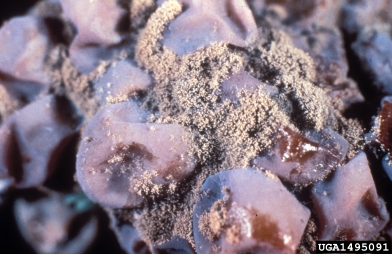 gray mold (Botrytis cinerea ) on grape (Vitis spp. ) - 1495091