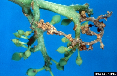 gray mold (Botrytis cinerea ) on grape (Vitis spp. ) - 1495096