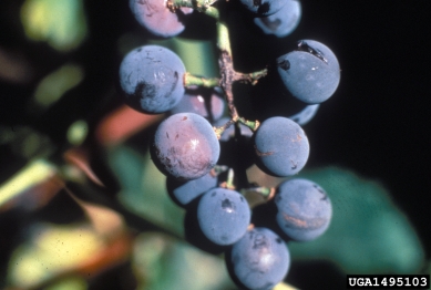 Phomopsis cane and leaf spot (Phomopsis viticola ) on grape (Vitis spp. ) - 1495103