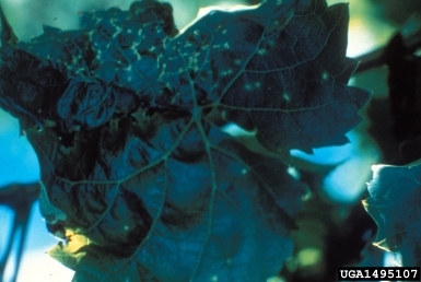 Phomopsis cane and leaf spot (Phomopsis viticola ) on grape (Vitis spp. ) - 1495107