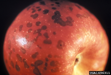 manganese toxicity (  ) on crabapple and apple (Malus spp. ) - 1496311