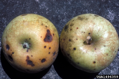black rot (Botryosphaeria obtusa ) on crabapple and apple (Malus spp. ) - 1496359