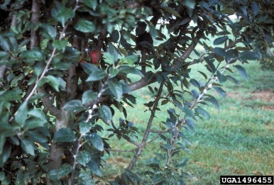 woolly apple aphid (Eriosoma lanigerum ) on crabapple and apple (Malus spp. ) - 1496455