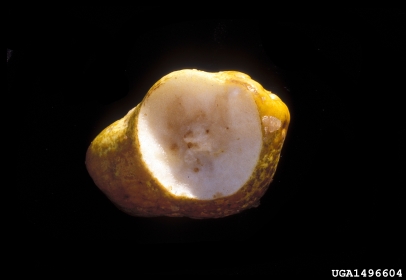 boron deficiency (  ) on pear (Pyrus spp. ) - 1496604