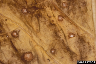 frog-eye leafspot (Cercospora nicotianae ) on tobacco (Nicotiana spp. ) - 1497004