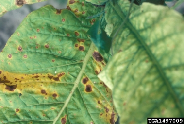 Phytophthora blight (Phytophthora nicotianae ) on tobacco (Nicotiana spp. ) - 1497009