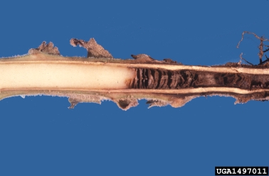 Phytophthora blight (Phytophthora nicotianae ) on tobacco (Nicotiana spp. ) - 1497011