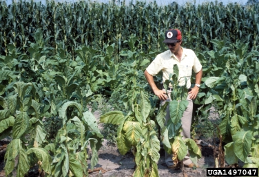 lightning (  ) on tobacco (Nicotiana spp. ) - 1497047