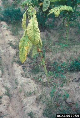 Phytophthora blight (Phytophthora nicotianae ) on tobacco (Nicotiana spp. ) - 1497059