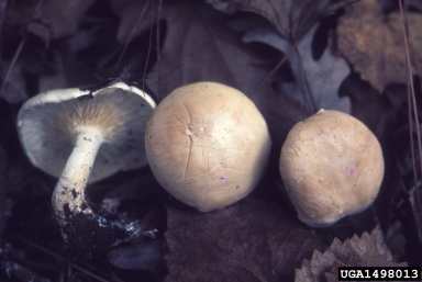 Leucopaxillus mushrooms, Leucopaxillus spp.  (Agaricales: Tricholomataceae) - 1498013