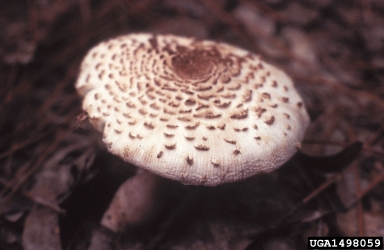 parasol mushroom, Leucoagaricus spp.  (Agaricales: Agaricaceae) - 1498059