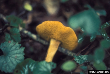 Bolete mushrooms,    (Boletales: Boletaceae) - 1498105