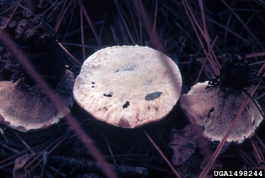mealy tooth mushroom, Hydnellum ferrugineum  (Thelephorales: Bankeraceae) - 1498244