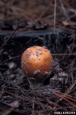 Amanita mushroom, Amanita spp.  (Agaricales: Amanitaceae) - 1498289