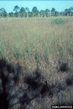 sawgrass, Cladium spp.  (Cyperales: Cyperaceae) - 1499002