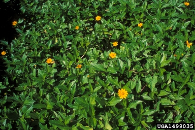 Bay Biscayne creeping-oxeye, Sphagneticola trilobata  (Asterales: Asteraceae) - 1499035