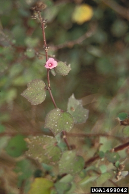 Caesarweed, Urena lobata  (Malvales: Malvaceae) - 1499042