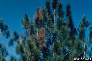 pitch canker (Fusarium subglutinans ) on slash pine (Pinus elliottii ) - 1501017