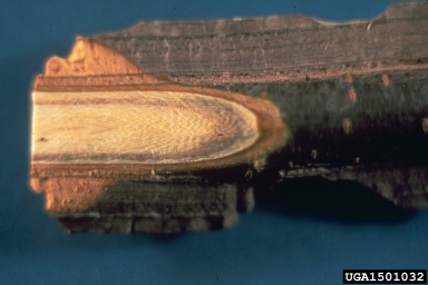 Dutch elm disease, Ophiostoma ulmi  (Ophiostomatales: Ophiostomataceae) - 1501032