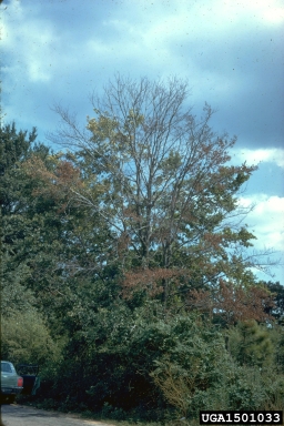 Dutch elm disease, Ophiostoma ulmi  (Ophiostomatales: Ophiostomataceae) - 1501033