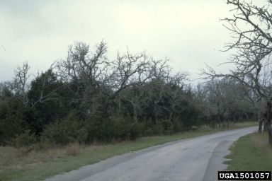 oak wilt (Ceratocystis fagacearum ) on live oak (Quercus virginiana ) - 1501057
