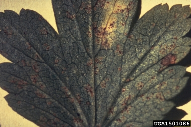 white pine blister rust (Cronartium ribicola ) on currant (Ribes spp. ) - 1501086
