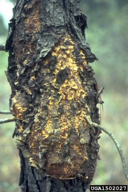 fusiform rust, Cronartium quercuum f.sp. fusiforme (Uredinales: Cronartiaceae) - 1502027