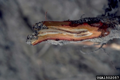 annosum root disease (Heterobasidion annosum ) on loblolly pine (Pinus taeda ) - 1502057