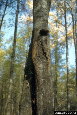 hispidus canker, Inonotus hispidus  (Hymenochaetales: Hymenochaetaceae) - 1502073