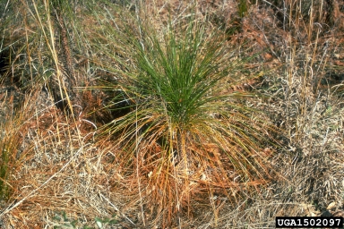 brown spot needle blight of pine (Mycosphaerella dearnessii ) on longleaf pine (Pinus palustris ) - 1502097