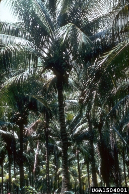 coconut palm, Cocos nucifera  (Arecales: Arecaceae) - 1504001